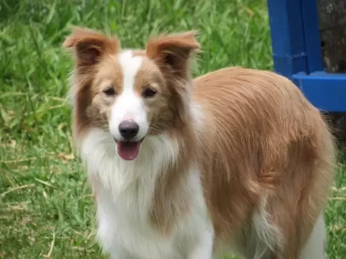 Cães de Outros Canis