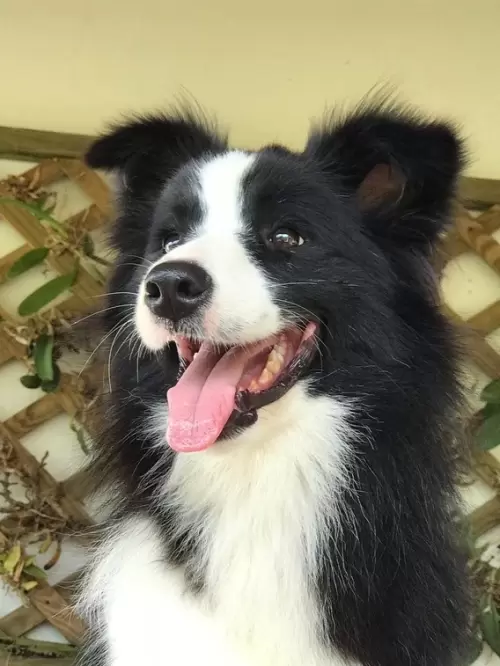 Cães de Outros Canis