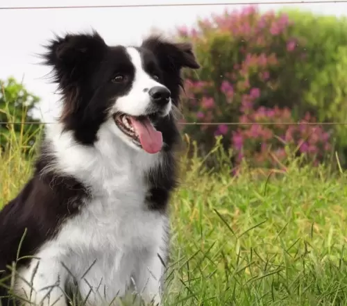 Cães de Outros Canis